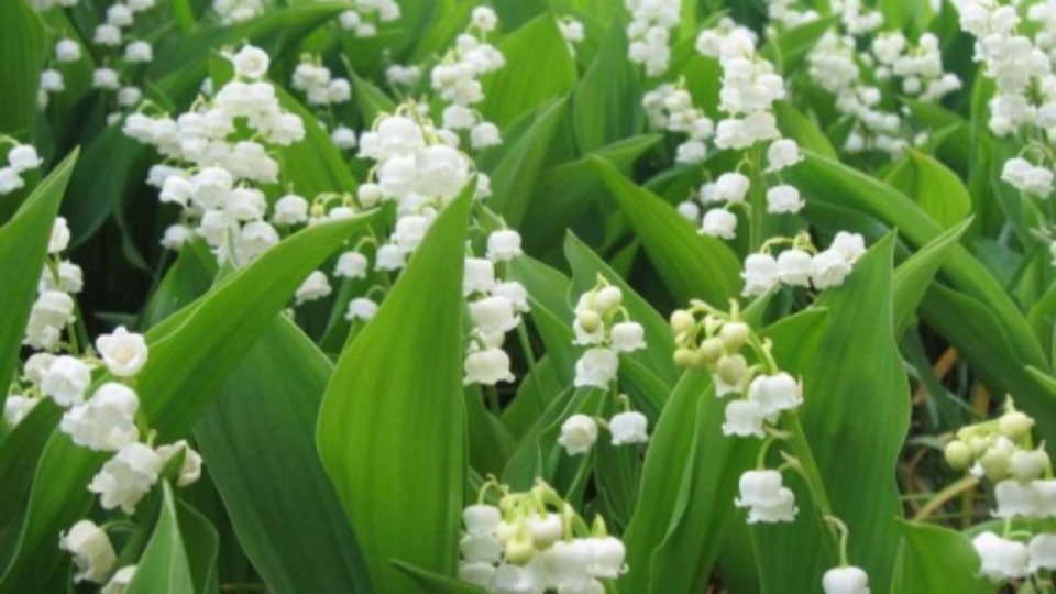 Lyon : la vente du muguet autorisée mais encadrée pour ce 1er mai confiné