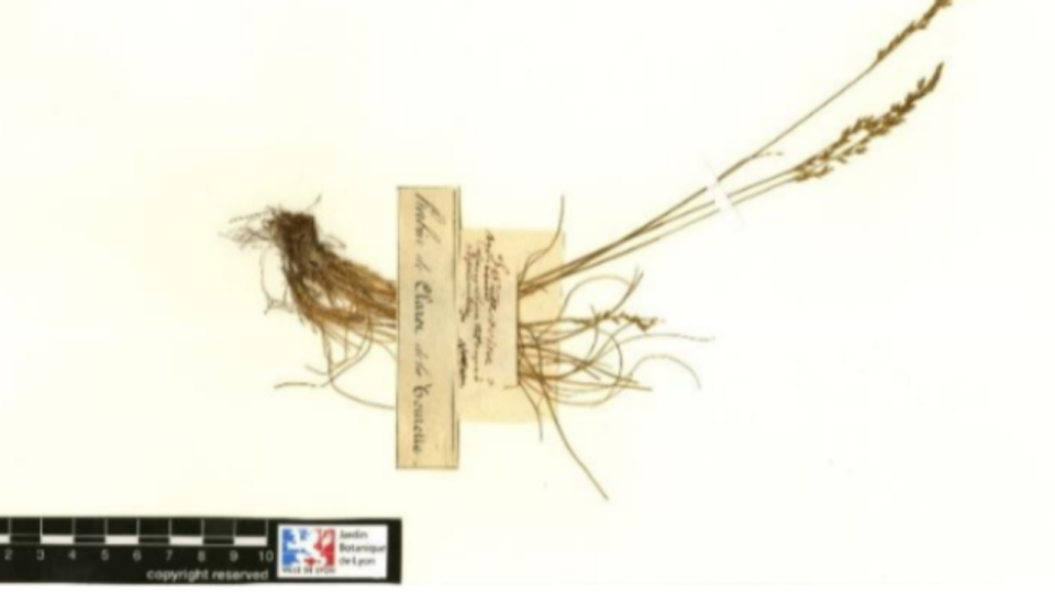 Lyon : découverte d’un herbier signé par Jean-Jacques Rousseau