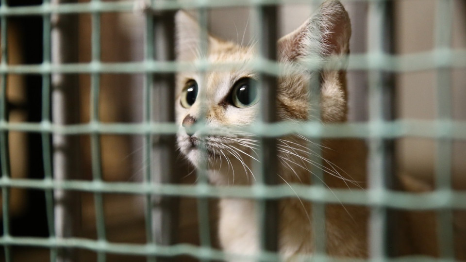 Lyon : action prévue pour la fermeture du zoo de la Tête d’Or