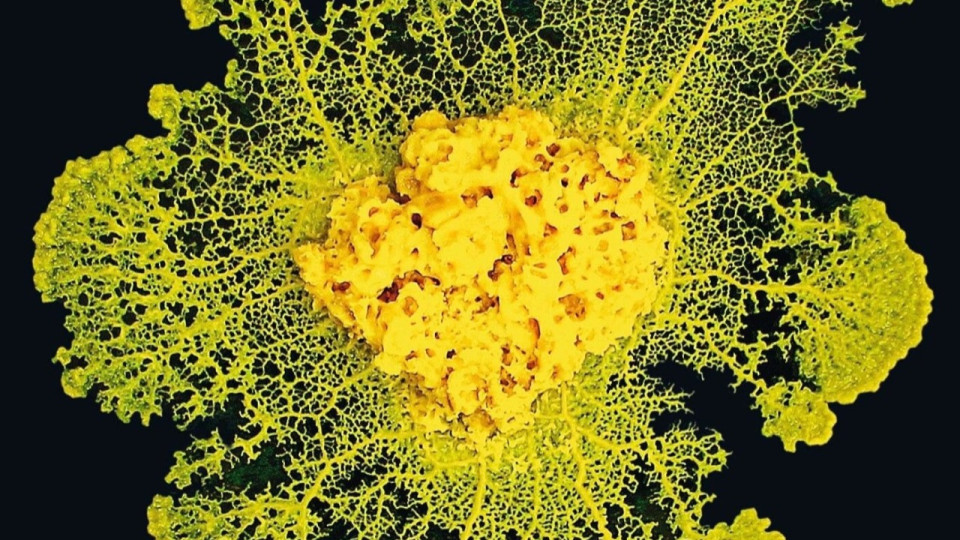 Près de Lyon : des lycéens vont participer à une expérience avec Thomas Pesquet