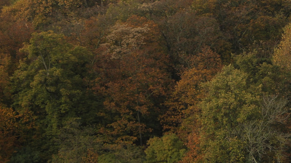 Lyon : une "action-éclair" de Greenpeace contre la déforestation ce samedi