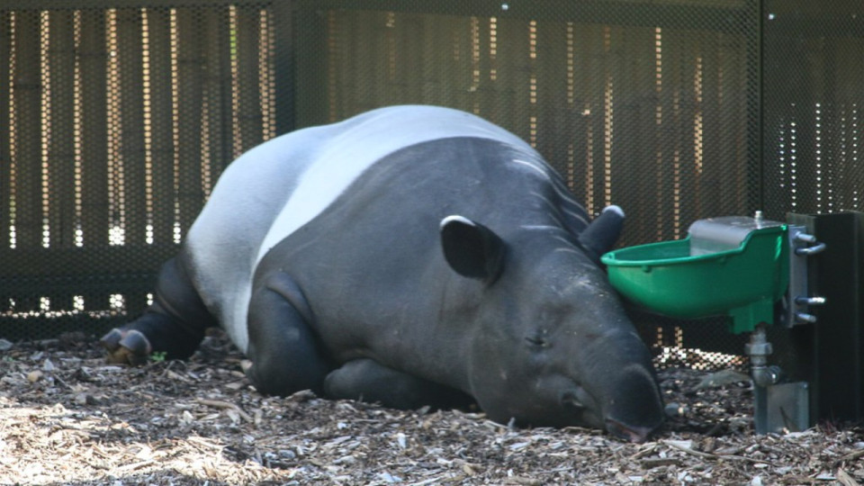 Lyon : il faut désormais présenter son pass sanitaire pour accéder au zoo du parc de la Tête d’Or