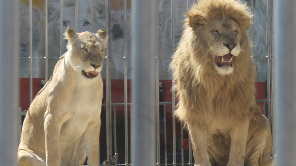Un collectif citoyen demande à la maire de Vaulx-en-Velin de bannir les cirques avec animaux