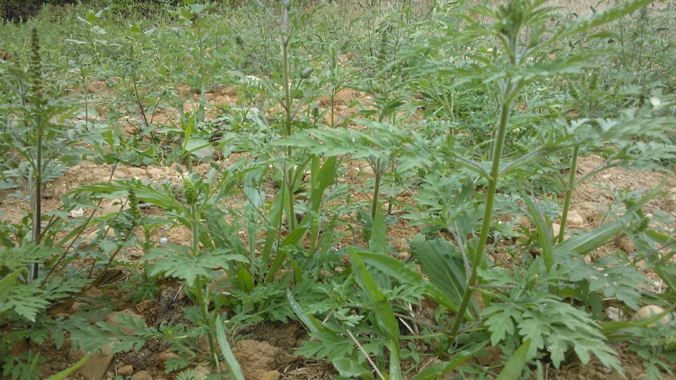 Allergies : un week-end à Lyon placé sous le signe de l’ambroisie