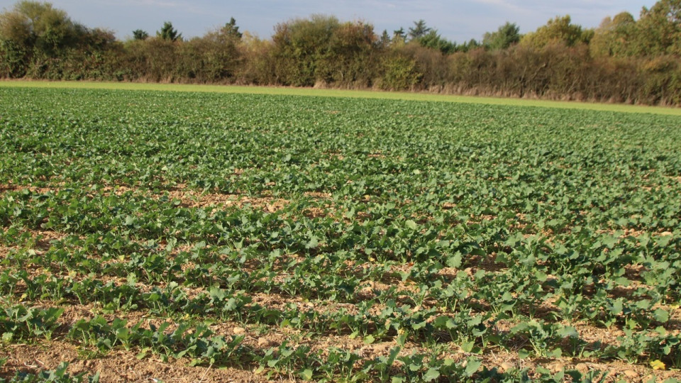 La Métropole de Lyon sur le point de "sacrifier 14 hectares de terres agricoles" pour un cimetière ?