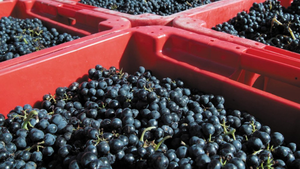 Beaujolais : un début de vendanges envisagé autour du 10 septembre