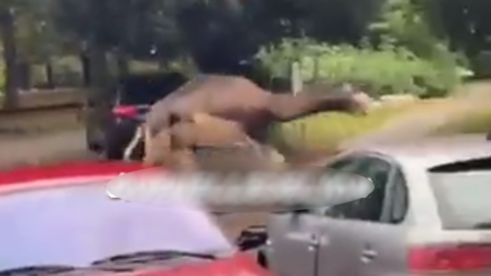 Près de Lyon : un dromadaire et un taureau en fuite dans les rues de Feyzin