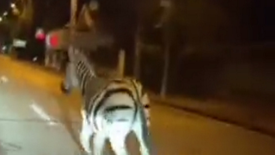 Près de Lyon : et maintenant un zèbre en fuite dans les rues de Saint-Priest !