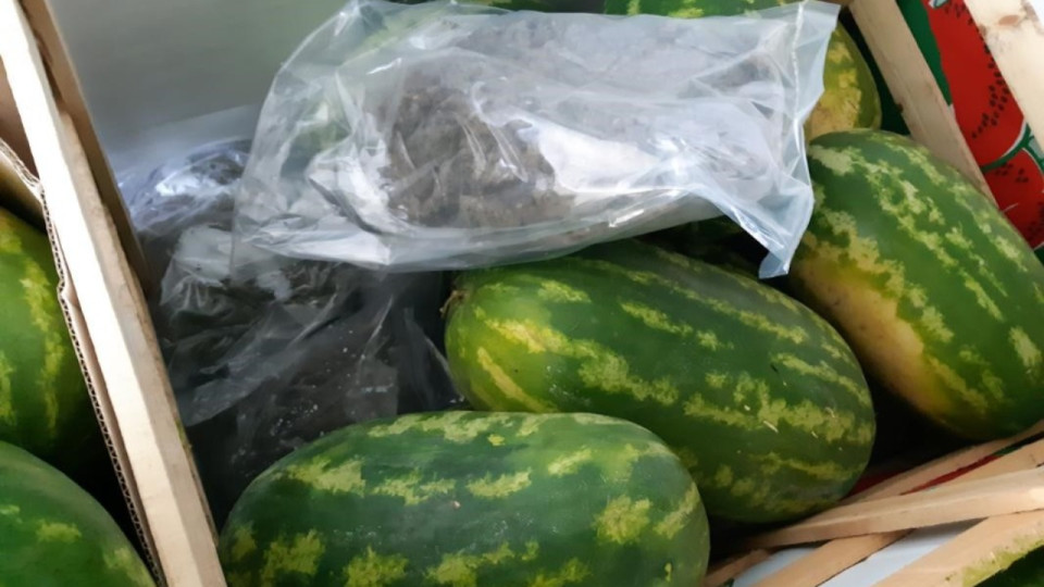 Les douanes de Lyon trouvent 400 kg d'herbe cachés dans des pastèques