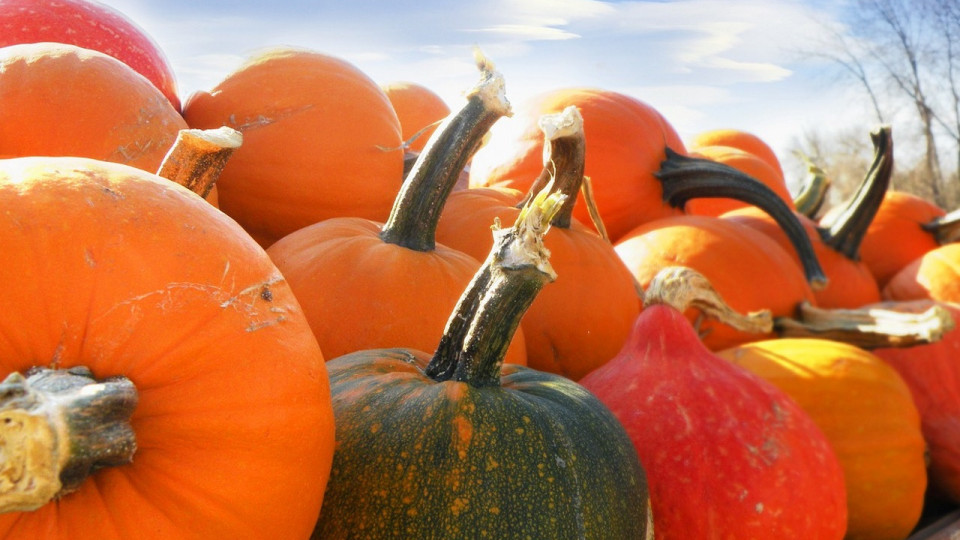 Le Mag des bons plans du week-end à Lyon (16 et 17 octobre)