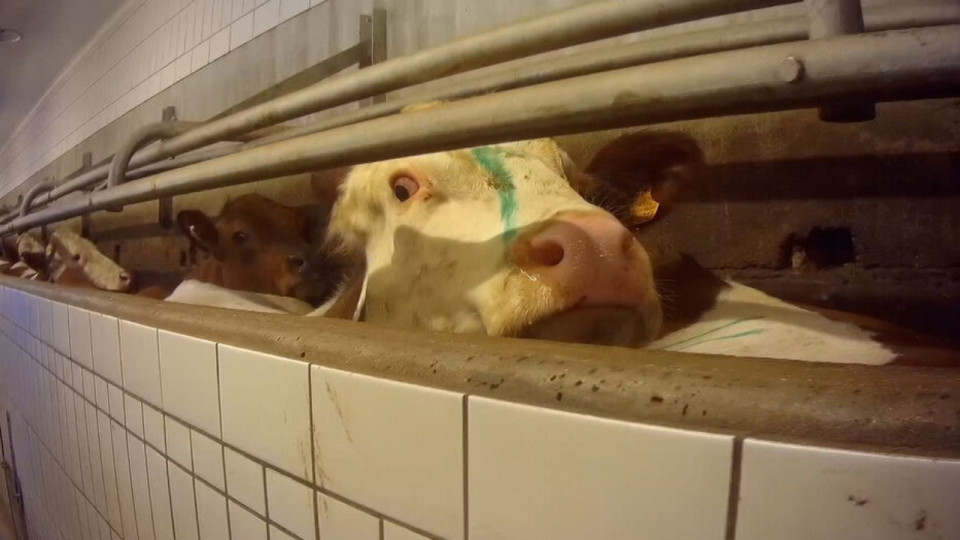 Une nouvelle vidéo choc de l’association lyonnaise L214 dans un abattoir