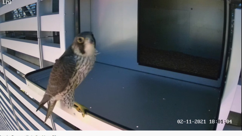 Lyon : un faucon pèlerin s'installe au sommet de la tour Silex II