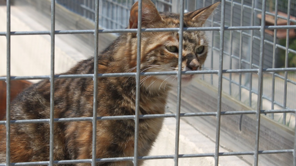 Une braderie à la SPA de Brignais en faveur des animaux