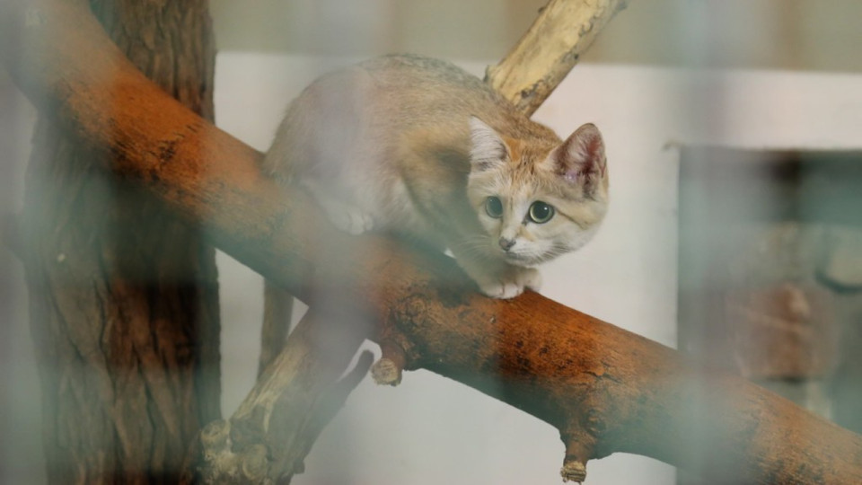 Une convention pour lutter contre les trafics d'espèces accueillie à Lyon au printemps