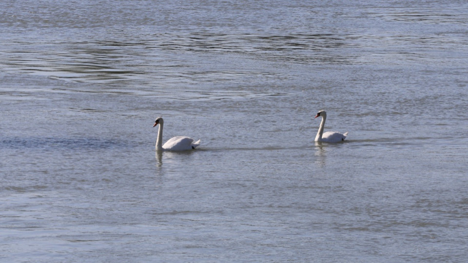 Près de Lyon : la grippe aviaire fait son retour dans la Dombes