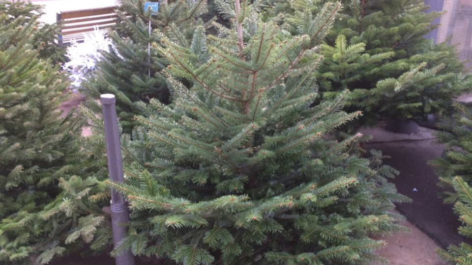 Lyon : un incendie se déclare dans un point de collecte de sapins de Noël