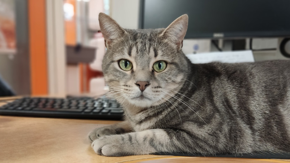 2021, une année tristement record pour la SPA à Lyon