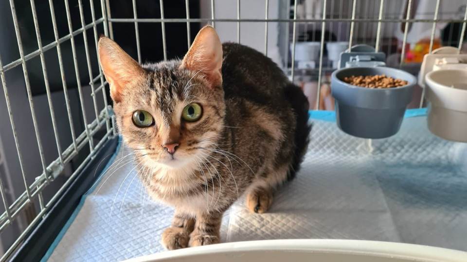 Près de Lyon : elle vivait avec une quarantaine de chats dans son appartement