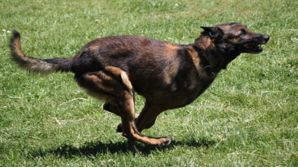 Lyon : du sursis pour la femme qui avait l&acirc;ch&eacute; son chien sur une polici&egrave;re &agrave; la Guilloti&egrave;re