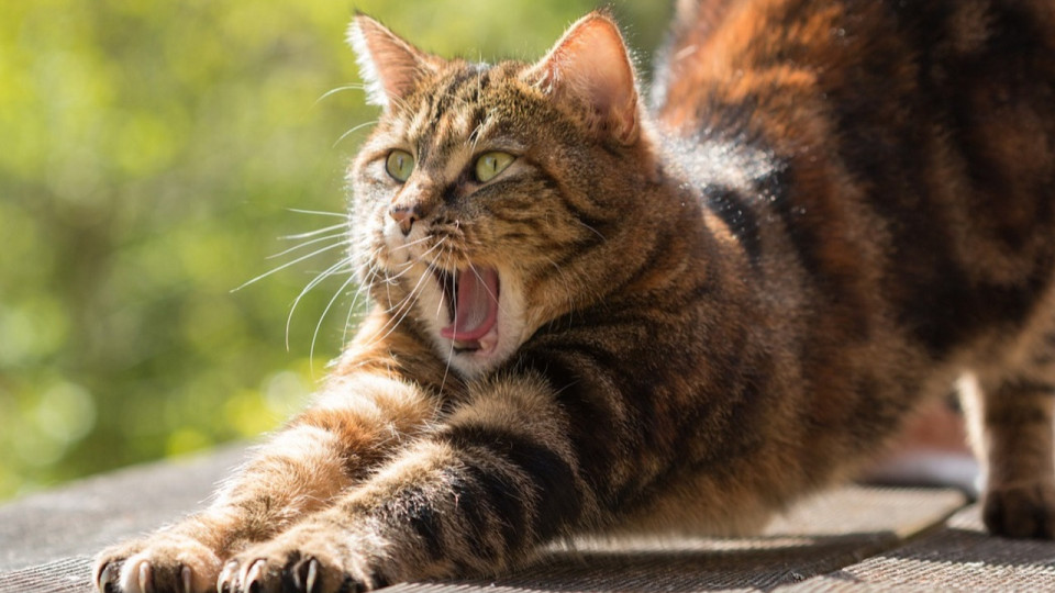 Le Mag des bons plans du week-end à Lyon (26 et 27 février)