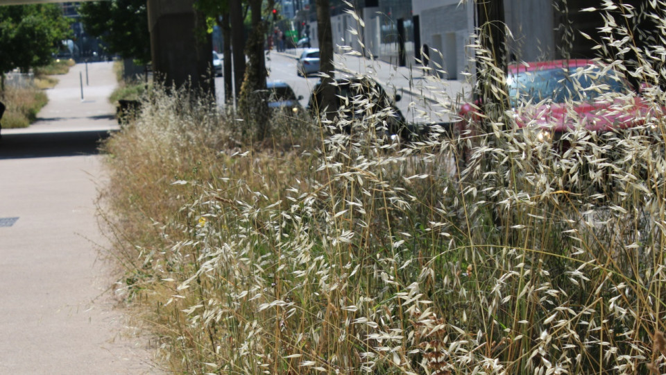 Marjorie Musy : "Si on veut agir sur les températures en ville, il faut planter partout dans Lyon"