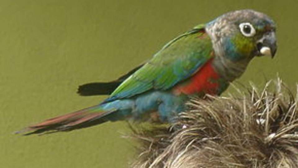 Pr&egrave;s de Lyon : il convoyait des oiseaux prot&eacute;g&eacute;s entass&eacute;s dans sa camionnette