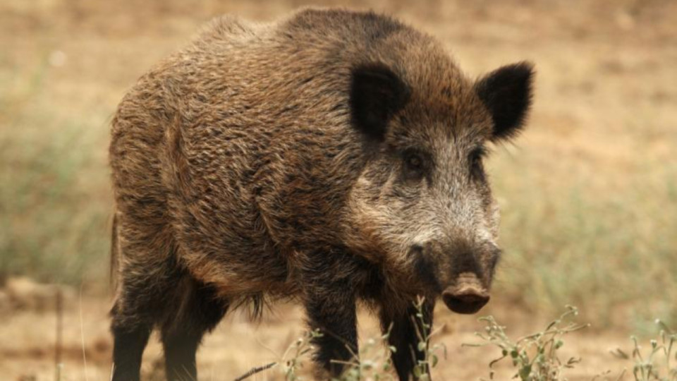 Les habitants de la métropole de Lyon appelés à signaler la présence de sangliers !
