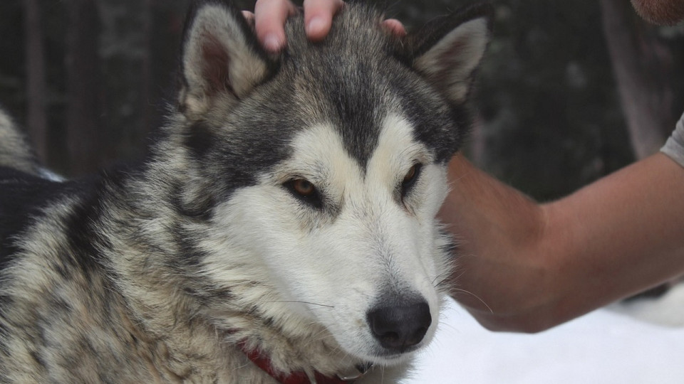 Près de Lyon : une enquête ouverte après la découverte de sept chiens enfermés dans un fourgon
