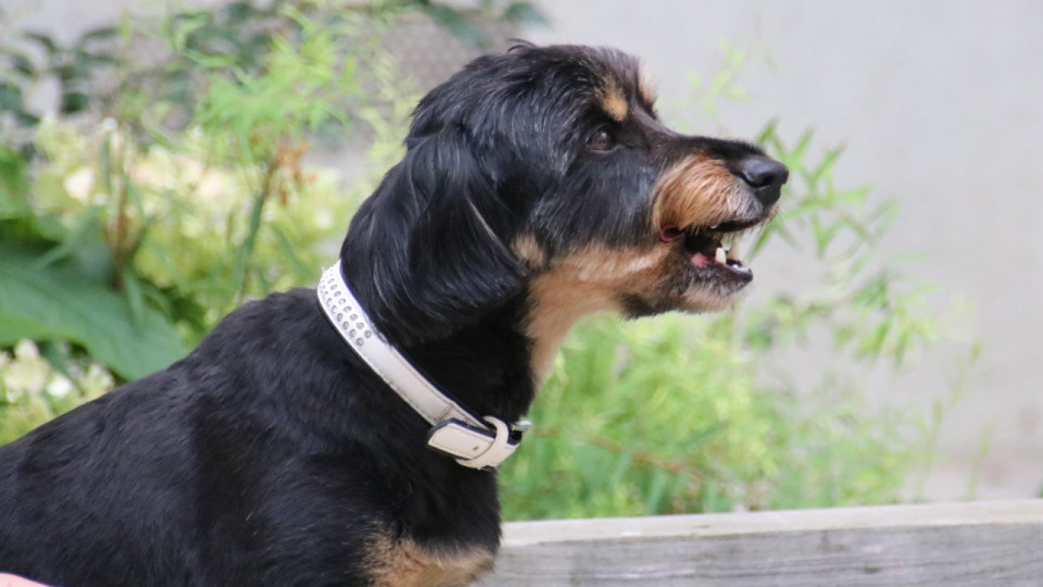 Ville où il fait bon vivre avec son chien : Lyon très mal classée !