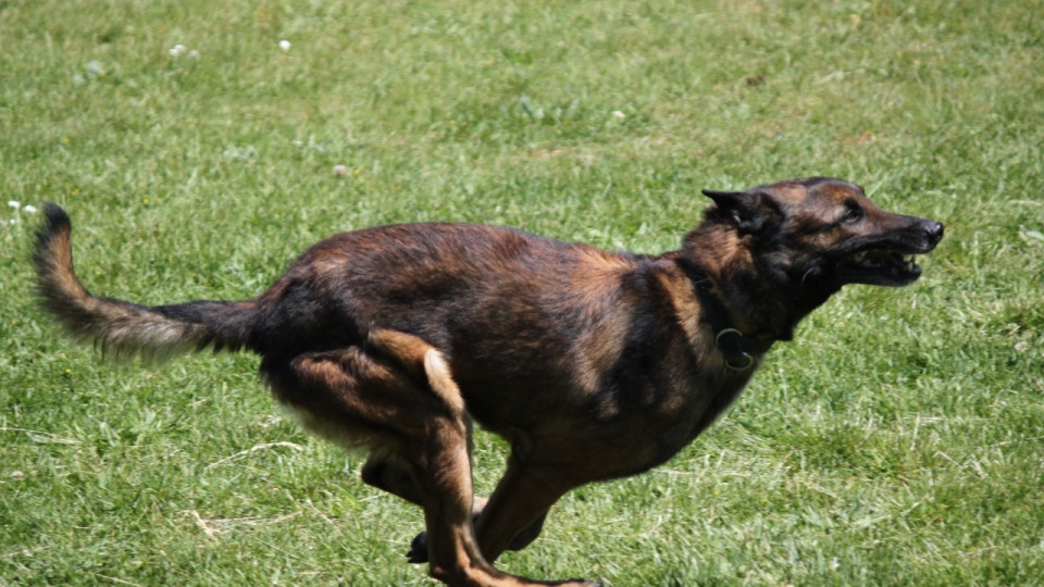 Près de Lyon : un chien attaque et envoie une personne à l’hôpital