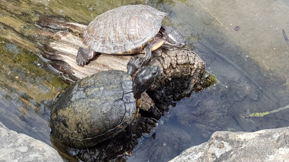 Lyon : les tortues de Floride sont de retour au Parc de la Tête d’Or