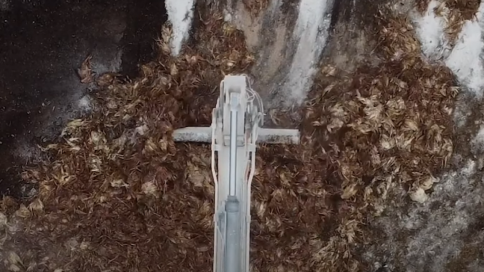 Grippe aviaire : l’association lyonnaise L214 dénonce l’enterrement de millions d’oiseaux