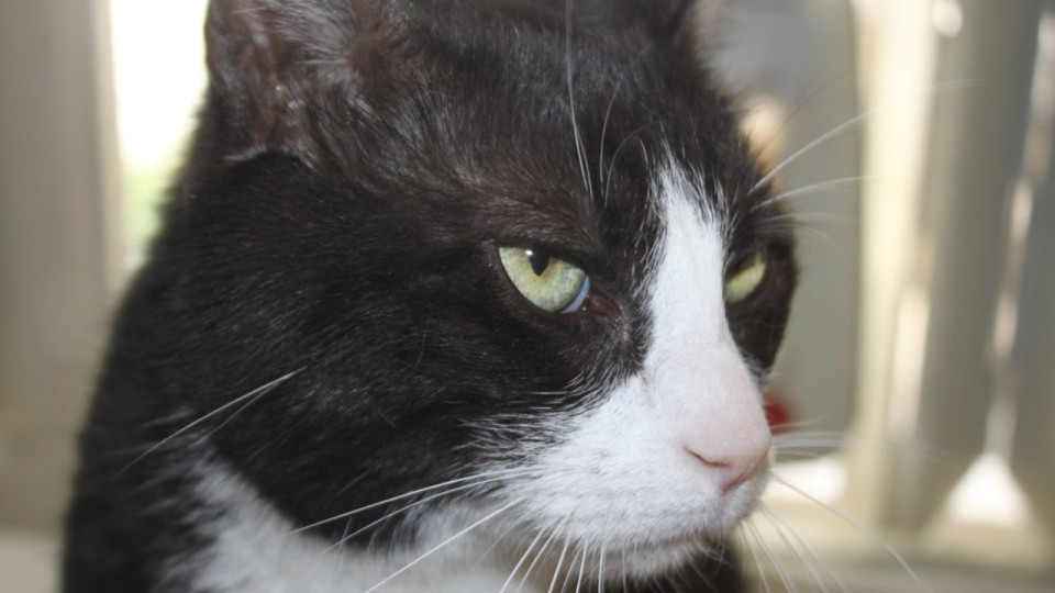 La SPA de Lyon à la rescousse des animaux isolés