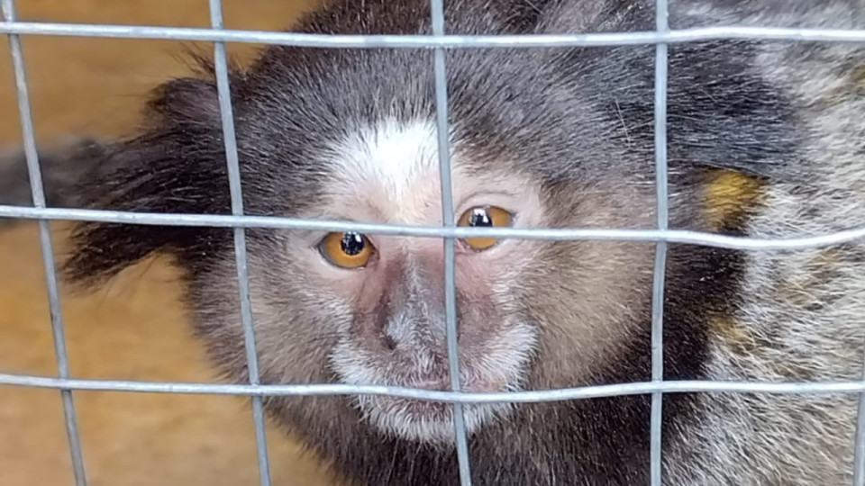 Un singe découvert dans un jardin de la Métropole de Lyon !