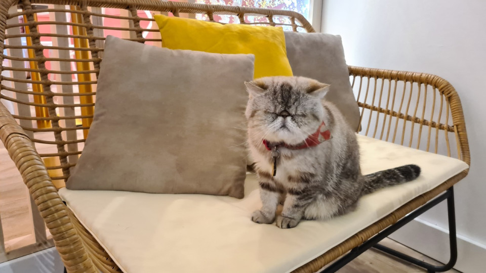 Lyon : coworker avec des chats, c’est désormais possible au Gentlecat !