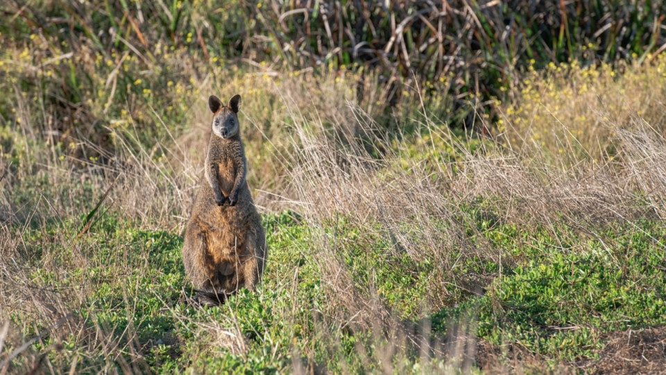 Un wallaby perdu dans le Rhône
