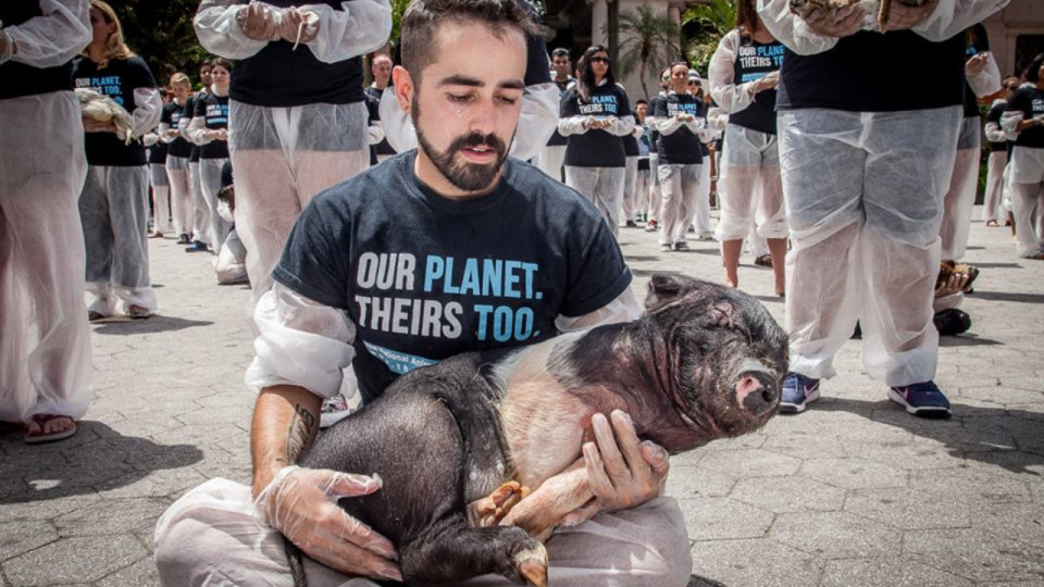 Lyon : un m&eacute;morial pour les milliards d'animaux tu&eacute;s &eacute;rig&eacute; dans le Vieux Lyon