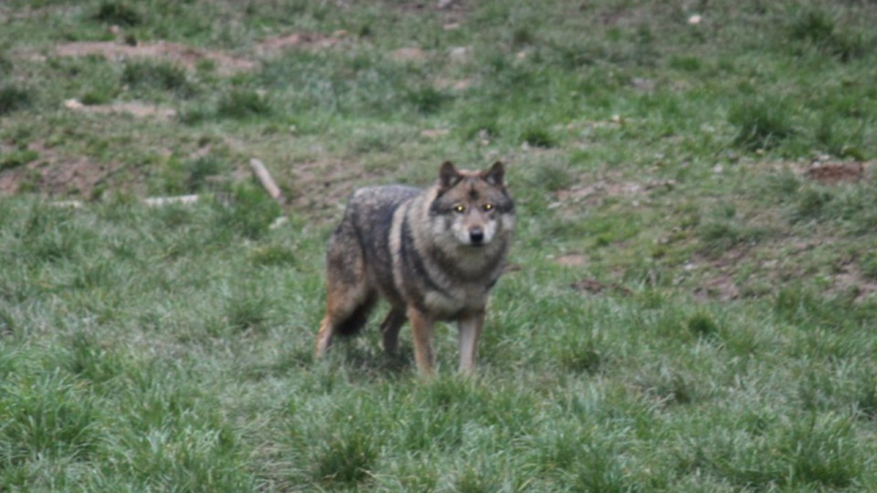 La Région intensifie son soutien à la filière pastorale face à la prédation