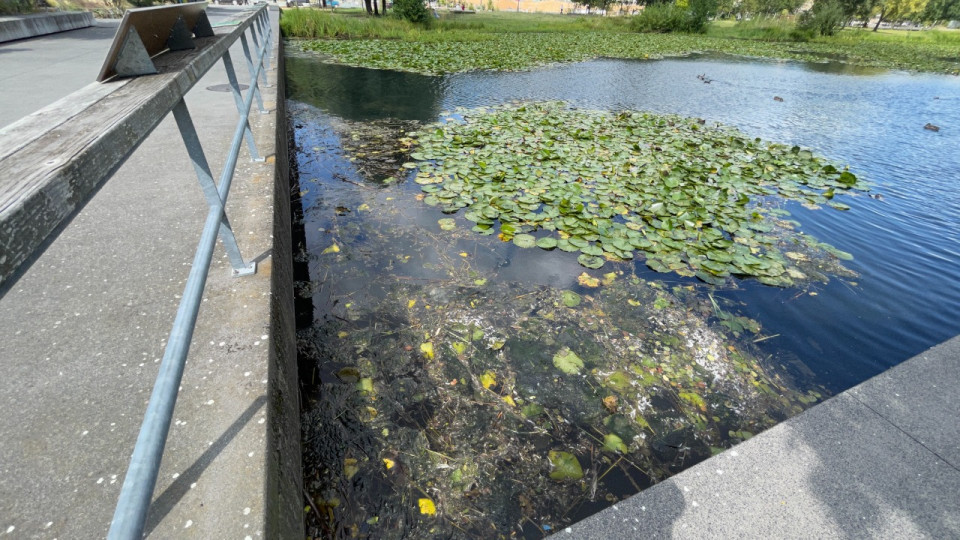 Lyon : un chantier éco-volontaire ce mercredi pour éviter la colonisation d’une espèce invasive à la Confluence