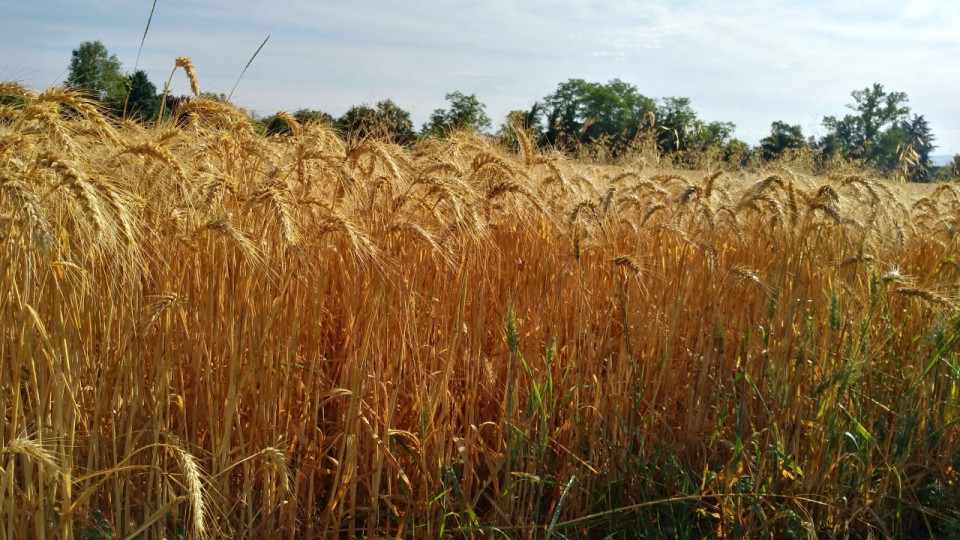 Canicule : plusieurs feux de récoltes signalés autour de Lyon