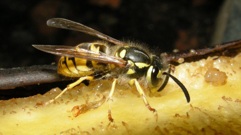 Rhône : piqué par une guêpe, l’automobiliste termine encastré dans un poteau