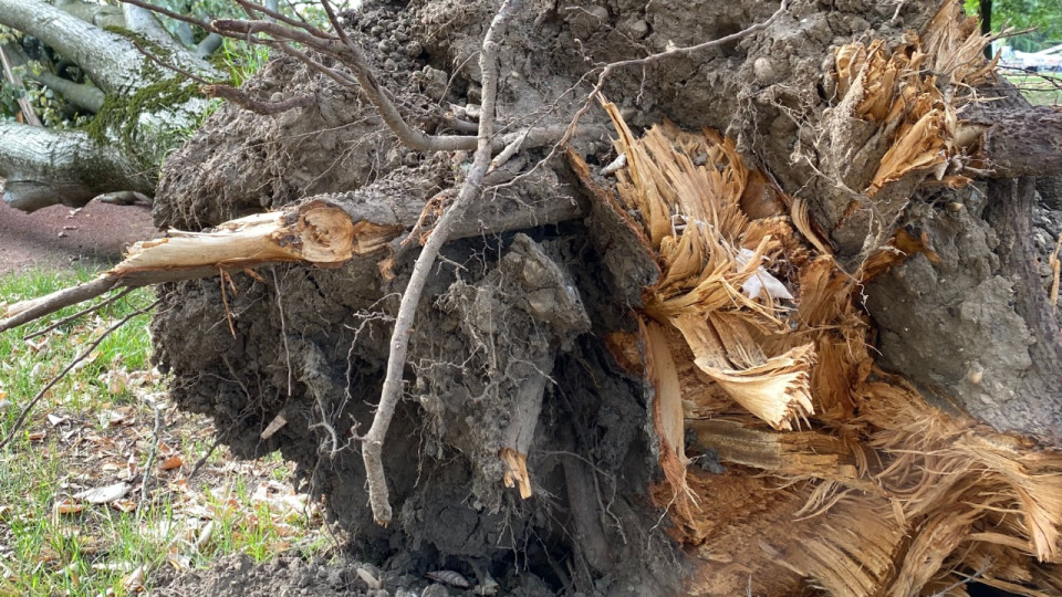 A Parilly, la Métropole de Lyon abat des arbres pour les sauver