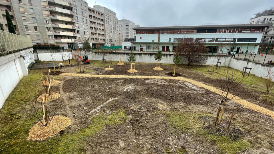Aide à la plantation d'arbres : une trentaine de copropriétés ont sollicité la Métropole de Lyon
