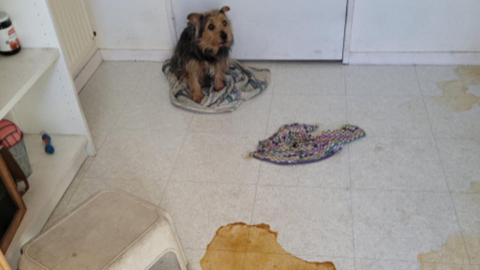 Près de Lyon : la SPA et les secours sauvent deux animaux laissés seuls depuis une semaine