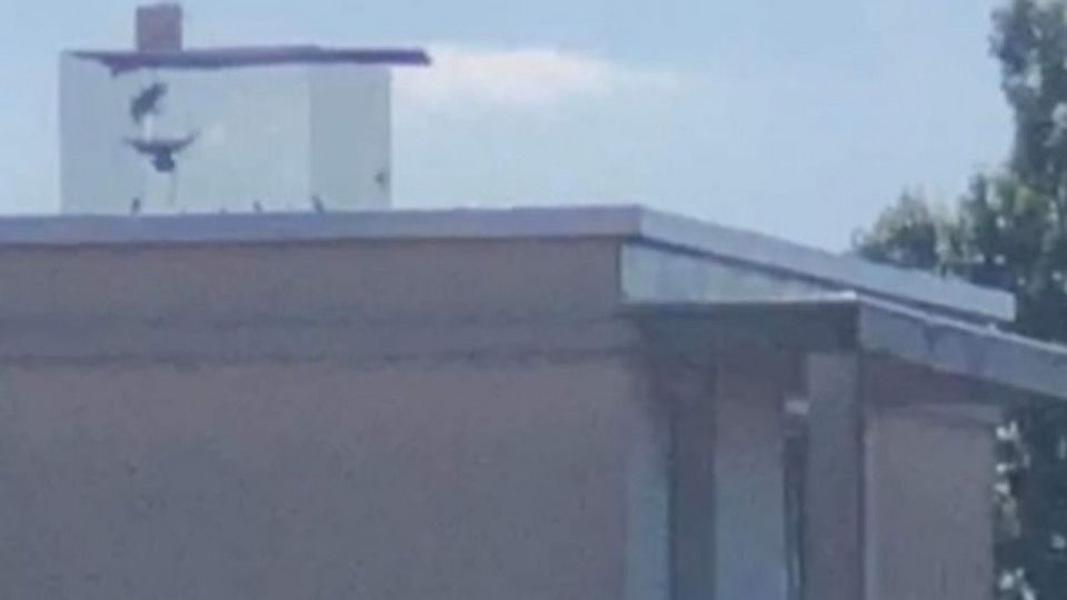 Piège à pigeons près de Lyon : Brigitte Bardot demande au préfet d’intervenir