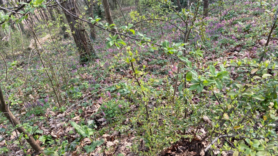 Sécheresse et risque d’incendies : l’accès de certaines forêts du Rhône limité par la préfecture