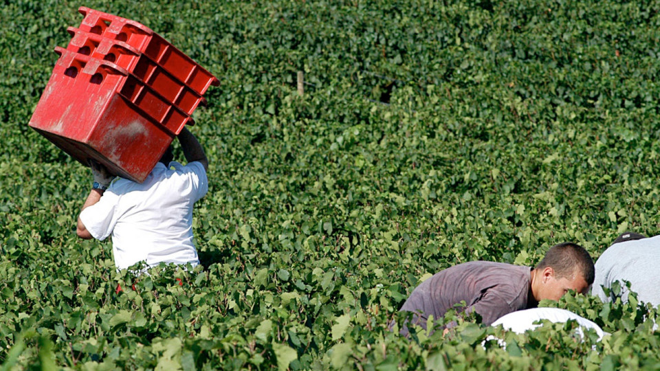 Près de Lyon : les vendanges débutent dans le Beaujolais !