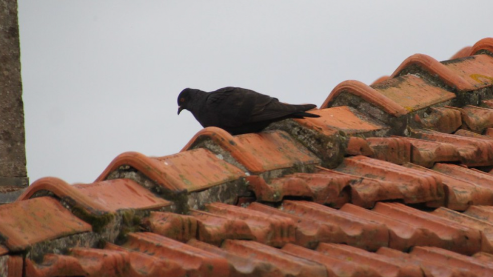 Près de Lyon : après de nombreux débats, le piège à pigeon a été retiré
