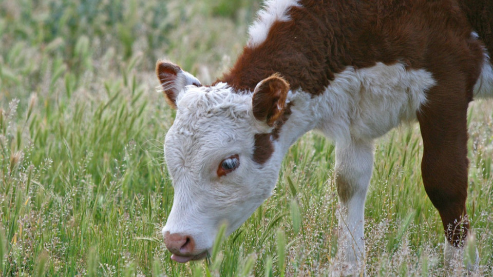 Près de Lyon : le veau s’échappe, il est retrouvé mutilé en forêt