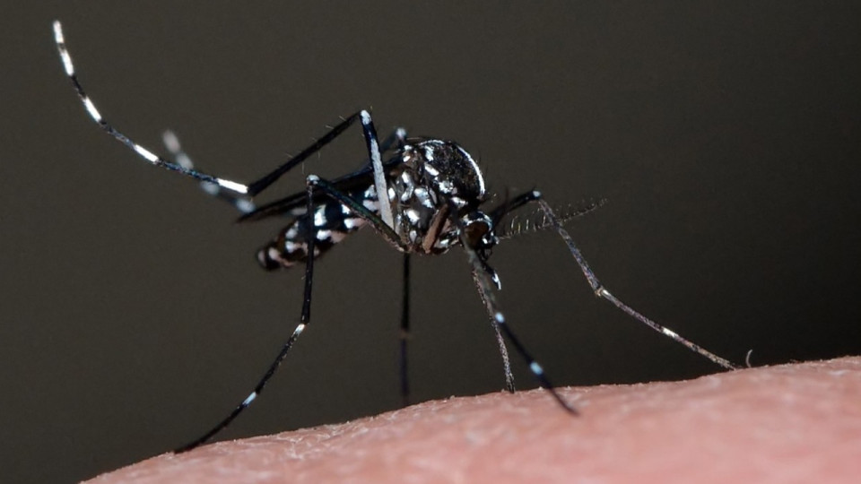 Autour de Lyon : opération anti-moustiques tigres après deux cas de dengue